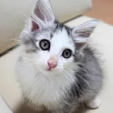 ノルウェージャンフォレストキャット