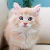 ノルウェージャンフォレストキャット