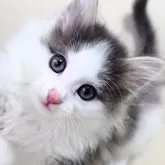 ノルウェージャンフォレストキャット