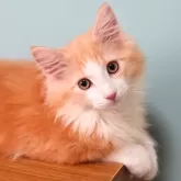 ノルウェージャンフォレストキャット
