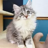 ノルウェージャンフォレストキャット