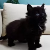 ノルウェージャンフォレストキャット