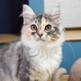 ノルウェージャンフォレストキャット