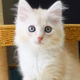 ノルウェージャンフォレストキャット