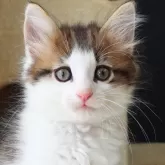 ノルウェージャンフォレストキャット