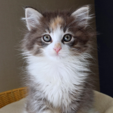 ノルウェージャンフォレストキャット