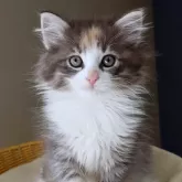 ノルウェージャンフォレストキャット