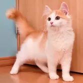 ノルウェージャンフォレストキャット