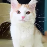 ノルウェージャンフォレストキャット