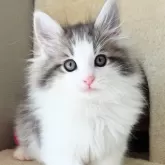 ノルウェージャンフォレストキャット