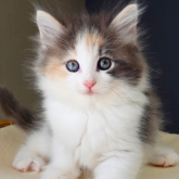 ノルウェージャンフォレストキャット