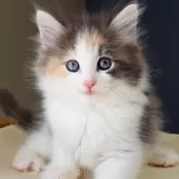 ノルウェージャンフォレストキャット