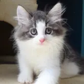 ノルウェージャンフォレストキャット