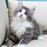 ノルウェージャンフォレストキャット