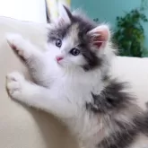 ノルウェージャンフォレストキャット