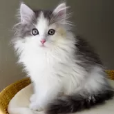 ノルウェージャンフォレストキャット