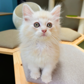 ノルウェージャンフォレストキャット