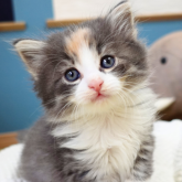 ノルウェージャンフォレストキャット