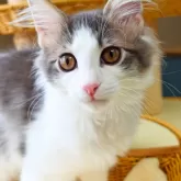 ノルウェージャンフォレストキャット