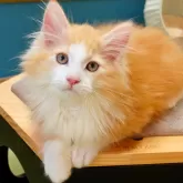 ノルウェージャンフォレストキャット