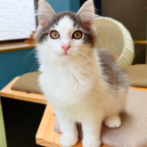 ノルウェージャンフォレストキャット
