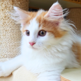 ノルウェージャンフォレストキャット