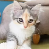 ノルウェージャンフォレストキャット