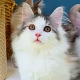 ノルウェージャンフォレストキャット