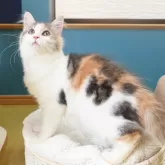 ノルウェージャンフォレストキャット