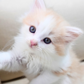 ノルウェージャンフォレストキャット