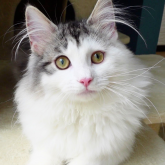 ノルウェージャンフォレストキャット