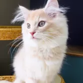 ノルウェージャンフォレストキャット
