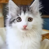 ノルウェージャンフォレストキャット