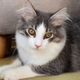 ノルウェージャンフォレストキャット