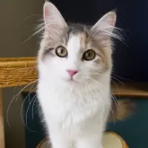 ノルウェージャンフォレストキャット