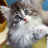 ノルウェージャンフォレストキャット