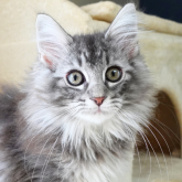 ノルウェージャンフォレストキャット