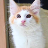 ノルウェージャンフォレストキャット