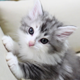 ノルウェージャンフォレストキャット