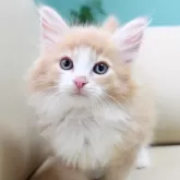 ノルウェージャンフォレストキャット
