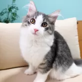 ノルウェージャンフォレストキャット