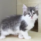ノルウェージャンフォレストキャット