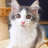 ノルウェージャンフォレストキャット