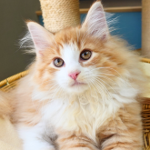 ノルウェージャンフォレストキャット