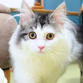 ノルウェージャンフォレストキャット