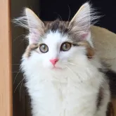 ノルウェージャンフォレストキャット