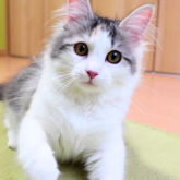 ノルウェージャンフォレストキャット