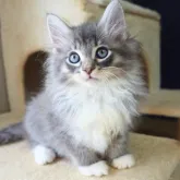 ノルウェージャンフォレストキャット