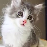 ノルウェージャンフォレストキャット