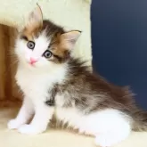ノルウェージャンフォレストキャット